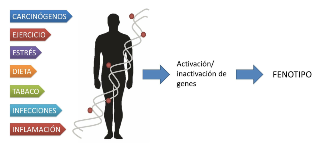 Cómo los Factores Ambientales Afectan tu ADN: La ciencia detrás de la epigenética